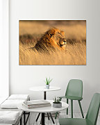 Obraz Lev odpočíva lion